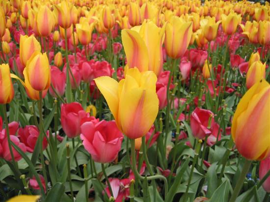 floriade08.jpg