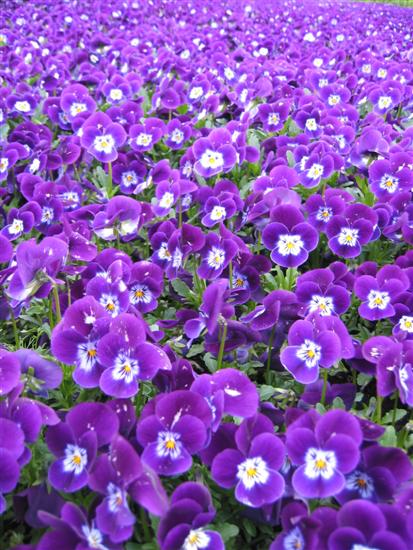 floriade15.jpg