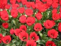 floriade03