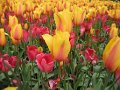 floriade08