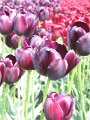 floriade13