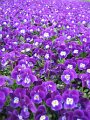 floriade15
