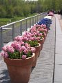 floriade19