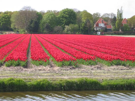 keukenhof02.jpg