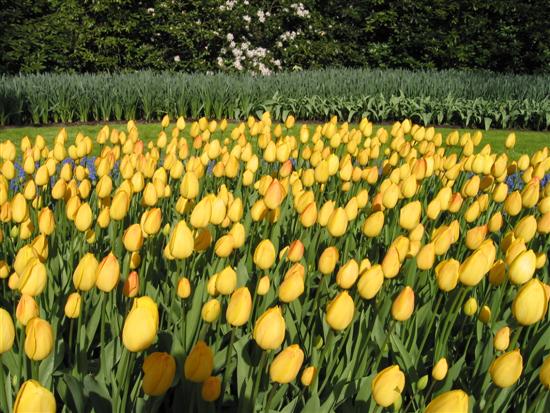 keukenhof05.jpg
