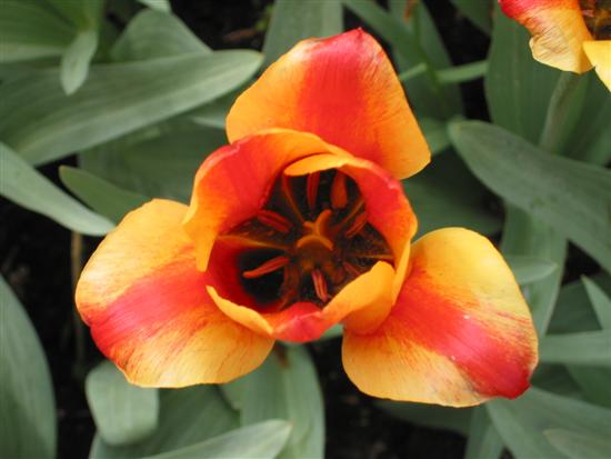 keukenhof11.jpg
