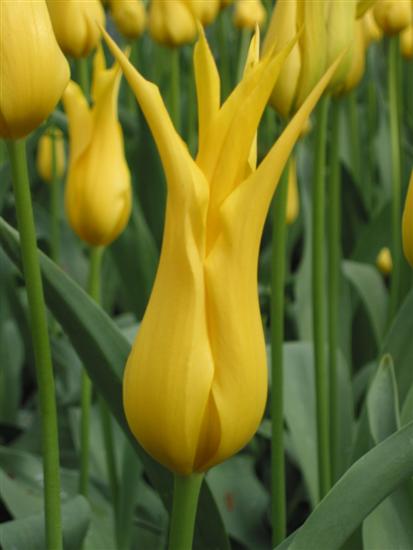 keukenhof12.jpg