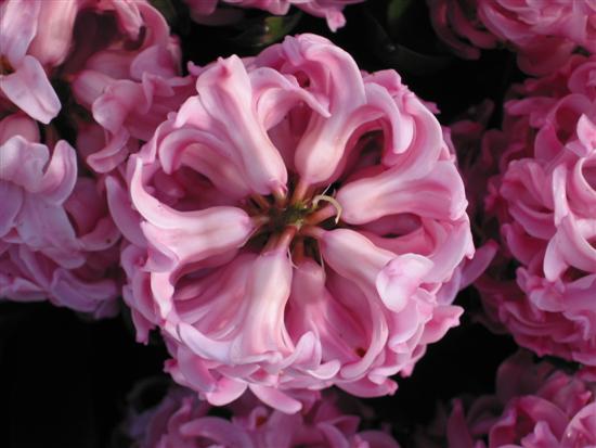 keukenhof14.jpg