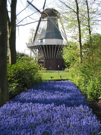 keukenhof22.jpg