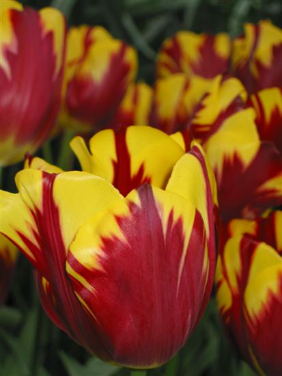 keukenhof29.jpg