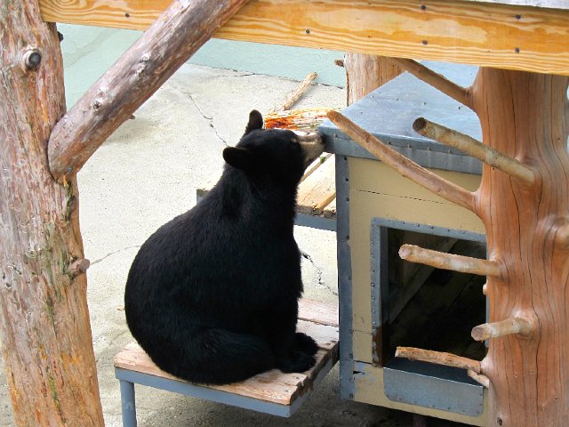 IMG_4735.jpg - I'm unsure if this is Mishka or Tula, but this bear is just relaxing prior to her performance.